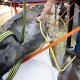 La pirogue, très fragile, nécessite un grand soin.